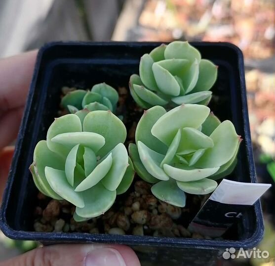Суккуленты 2
