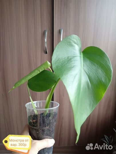 Домашние растения