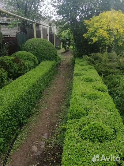 Живая изгородь Бирючина