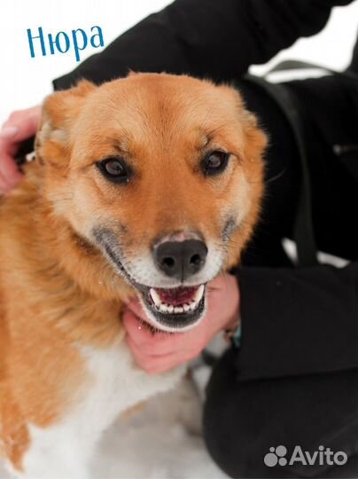 Много собачек(приют)