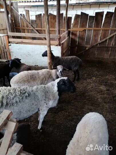 Баран дорпер