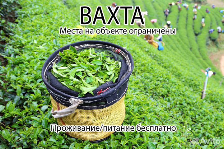 Вахтовики на Производство: Чая и Кофе