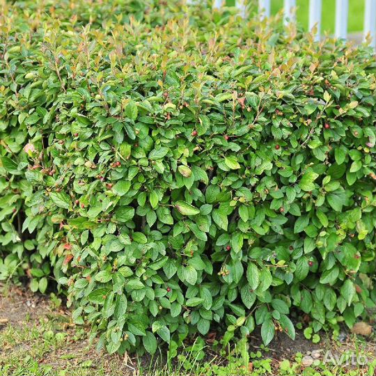 Саженцы кизильника