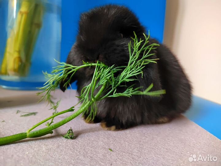 Кролик минилоп minilop