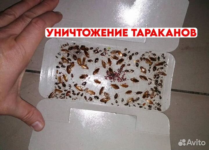 Дезинфекция уничтожение тараканов клопов