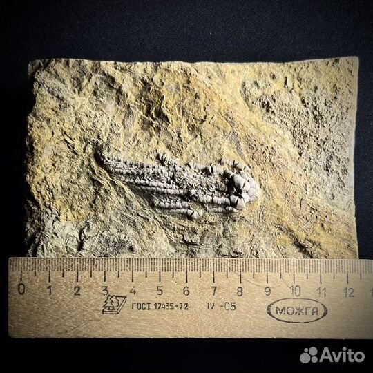 Морская лилия окаменелость ископаемое