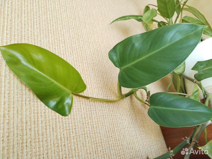 Филодендрон копьевидный