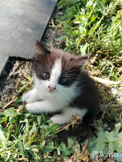 Кошки в добрые руки бесплатно