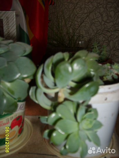 Каменная роза