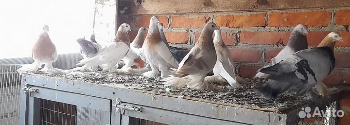 Голуби Алматинские