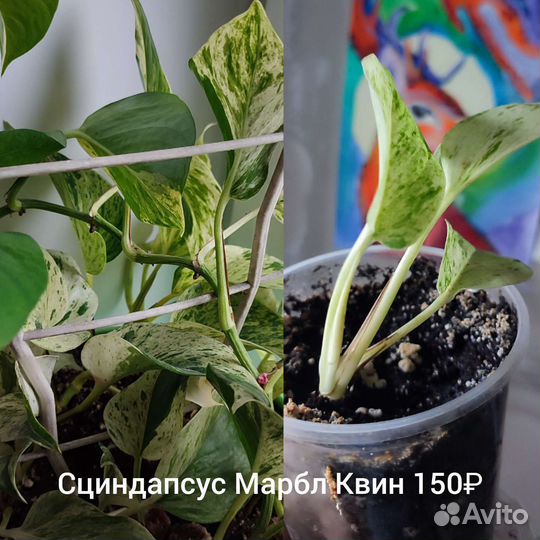 Сциндапсус эпипремнум сингониум