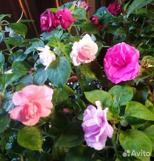 Бальзамины сортовые