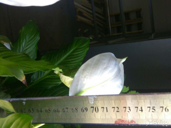 Спатифиллум