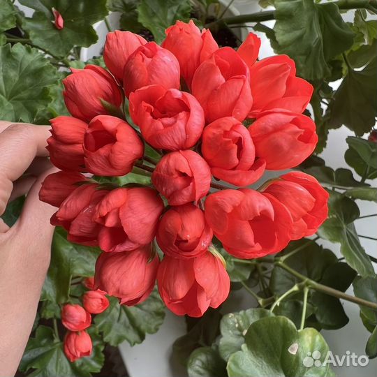 Пеларгония Red Pandora герань тюльпановидная