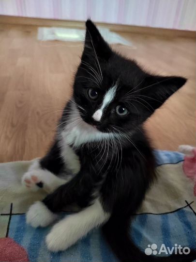 Котята в добрые и заботливые руки