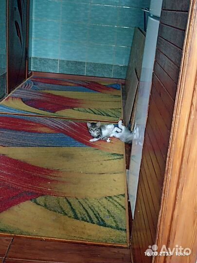 Кошки в добрые руки бесплатно