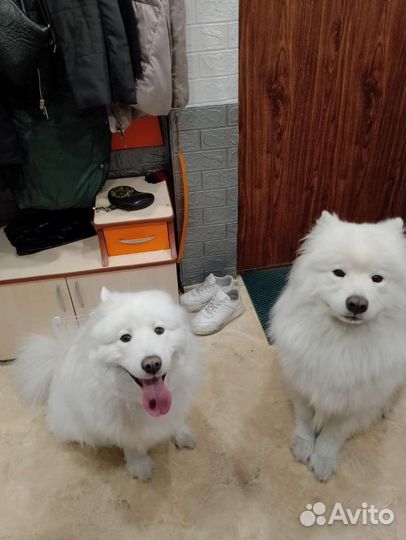 Щенки самоеда