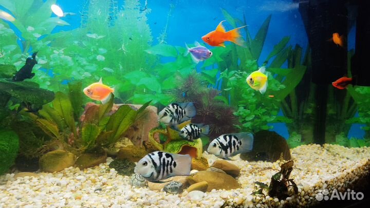 Рыба сапфировый попугай панда