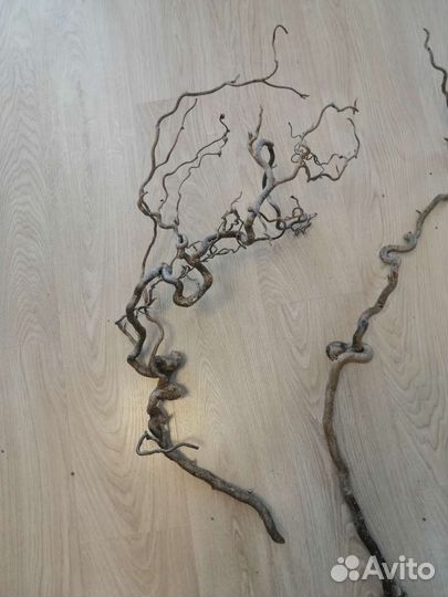 Корилус ветки