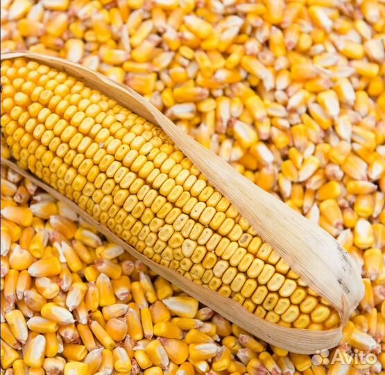 Кукуруза кормовая