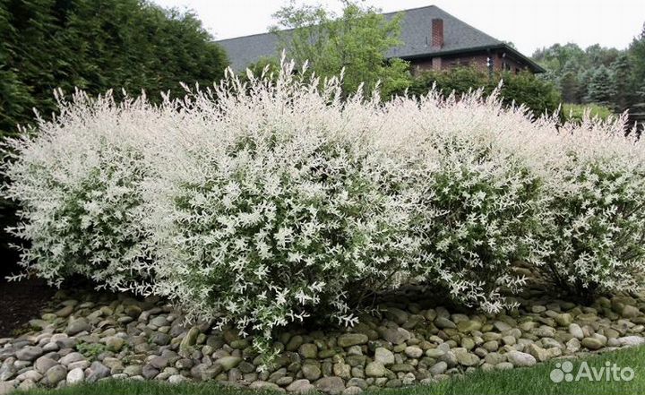 Ива хакуро нишики (японская ива hakuro-nishiki)