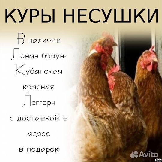 Куры несушки
