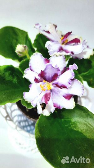 Фиалки Сортовые