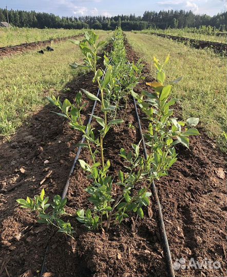 Голубика из питомника