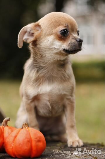 Чихуахуа девочки