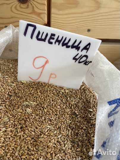 Пшеница, ячмень, кукуруза, горох, овес, семечка