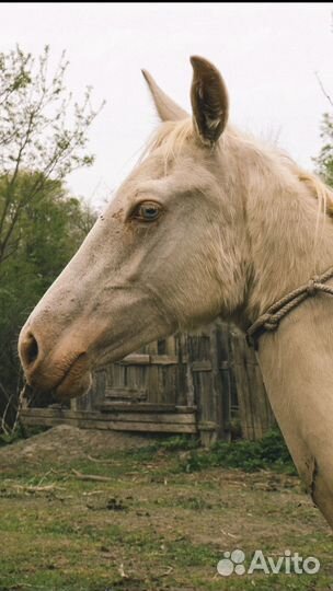 Ахалтекинец