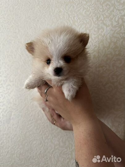 Померанский шпиц