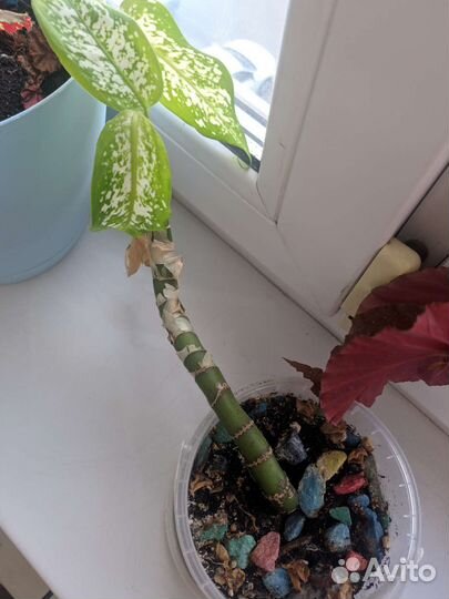 Комнатные цветы бесплатно