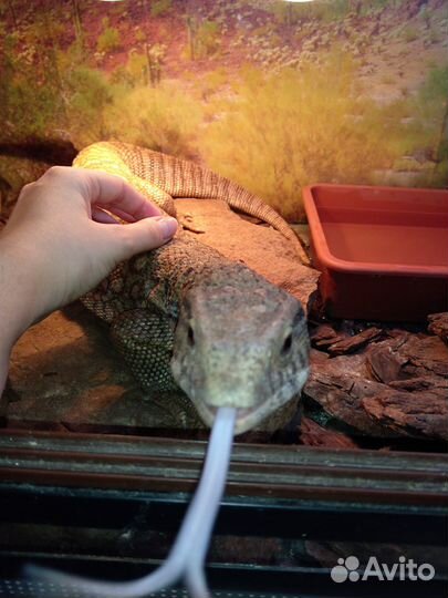 Капская ящерица