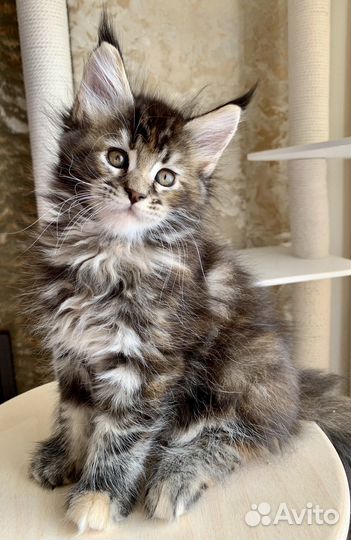 Котята мейн-кун