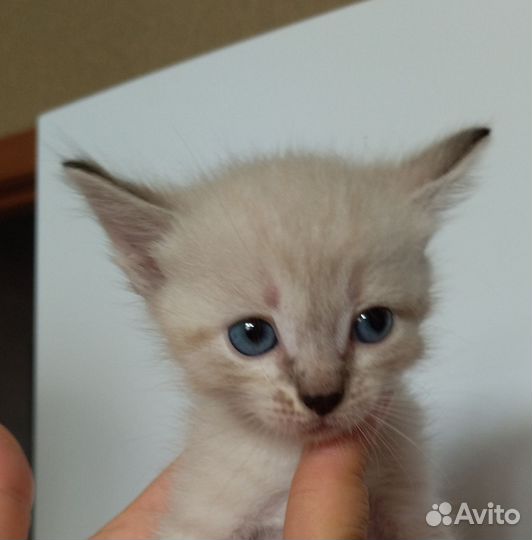 Тайские котята