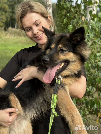 Домашнюю Гретту сдали в приют