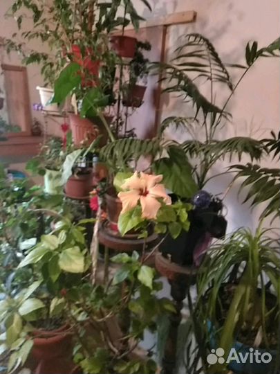 Комнатные цветы