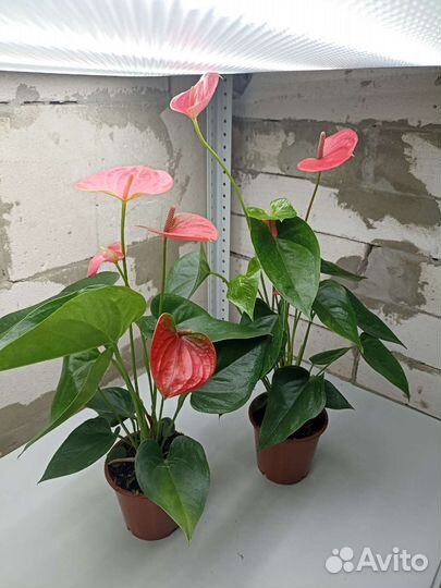 Антуриум Sweet Dream