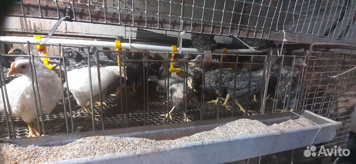 Куры плимутрок