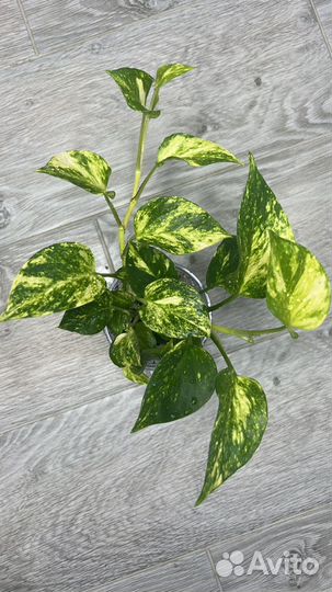 Эпипремнумы, сциндапсусы