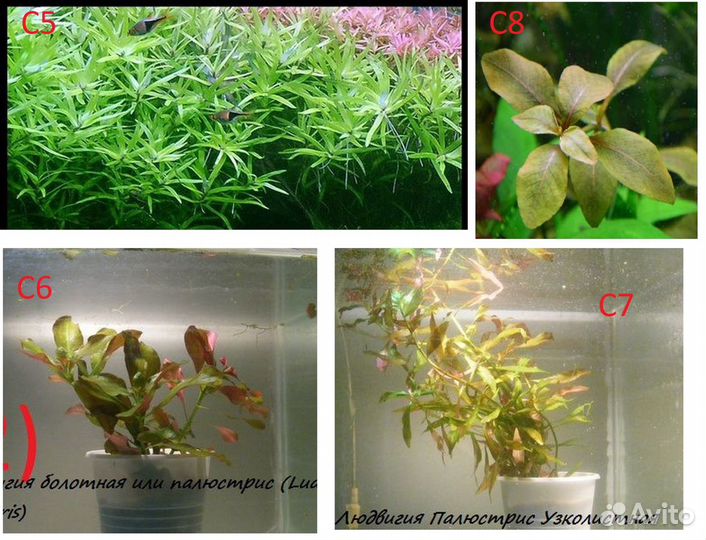 Аквариумные растения (отправка в регионы)