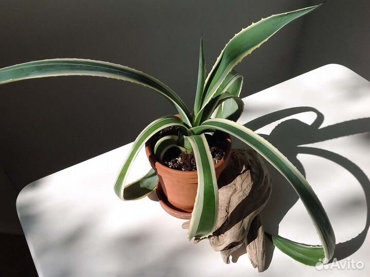 Агава полосатая в керамическом горшке