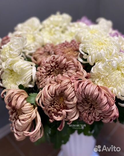 Хризантемы одноголовые