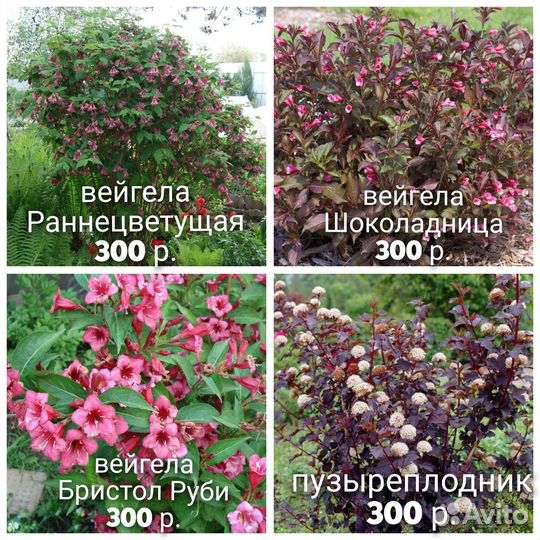 N7 кустарники