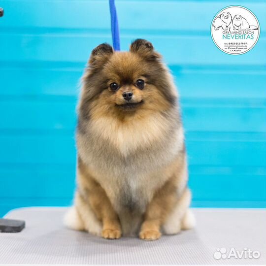 Профессиональный груминг собак