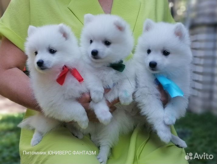 Японские шпицы Белоснежные щенки