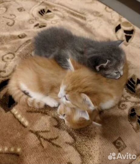 Отдам котят в добрые руки