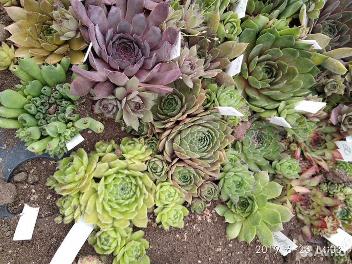 Молодило Одитта (трубчатое) и другие сорта