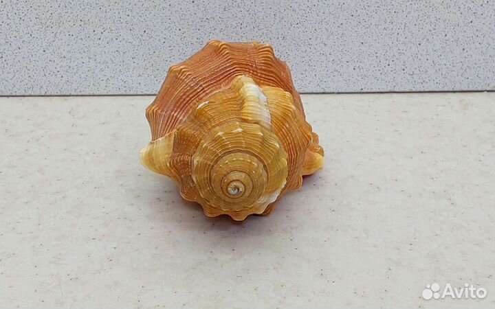 Циматиум Пурам 11,7 морская ракушка раковина